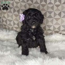 Charlotte/Mini Labradoodle									Puppy/Female	/7 Weeks,Meet sweet lil Charlotte!! Family raised with tender love and care, well socialized with children and adults caring heart who will always be there comforting you with lots of love!  Call Susan to schedule a visit! You would get along vet certificate, health records, microchip numbers, warranty that’s good for up to 1 year and a lil baggy food!!  