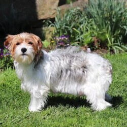 Brodie/Yorkie Poo									Puppy/Male	/10 Weeks,Meet Brodie, a Yorkiepoo puppy with a friendly, easy going temperament. He has a soft coat and an alert, curious expression. Brodie enjoys playing with toys, exploring his surroundings, and spending time with people. He has a good balance of energy and calmness, making his adaptable to different home environments.