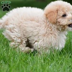 asher/Bich-Poo									Puppy/Male	/12 Weeks,Meet our adorable Bichapoo puppy, a sweet little companion ready to find a loving forever home! This precious pup has been vet checked, is up to date on vaccinations and deworming, and comes microchipped for added peace of mind. We also offer safe, reliable delivery right to your doorstep, making the adoption process easy and stress-free.