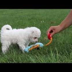 Benji/Bich-Poo									Puppy/Male	/7 Weeks,Meet Benji! He is a Bichapoo puppy with a friendly, affectionate personality and a playful nature. He enjoys time with people, whether that’s playing, exploring, or settling in for some quiet downtime. He’s been well cared for and is off to a good start, showing a nice balance of energy and calmness.