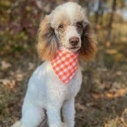 Chloe/Bernedoodle									Puppy/Female	/10 Weeks,Meet Chloe, she is such a stunning little girl! She is more on the shy side but will be happy to cuddle up with you. She loves to play but will be very happy to just have all the attention that she can get! She is up to date on vaccinations and dewormer and will have a final health exam with our veterinarian to ensure excellent health before leaving our home. She is anticipated to be very low shedding, if anything at all. Mom is a Bernese mountain dog around 70 lb and dad is a miniature poodle around 20lb, both parents have completed their genetic test and she will come with a one-year genetic health guarantee. We are estimating her to be around35 to  40 lb at her adult weight. If you are interested in adopting this extremely fluffy and sweet girl please call or text me. If you are not able to come here and meet her, I do have shipping options available.