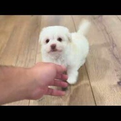 Angel/Havanese									Puppy/Female	/8 Weeks,Hi, I’m Angel I’m a beautiful cream and white Havanese girl, and I was born on 2/20/26. I’ve got the sweetest face and an outgoing personality to match—I love meeting new people and being right in the middle of everything! I’m super friendly, playful, and full of love. Whether it’s playtime or cuddle time, I’m always happy as long as I’m with my people. I’d make the perfect little companion for just about any home. I come AKC registered and will be up to date on all my shots and dewormings. I’ll also be microchipped and come with a health guarantee, so you can feel confident bringing me home. I can’t wait to meet my forever family Contact today to make me yours: