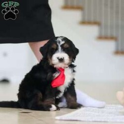 Chico/Mini Bernedoodle									Puppy/Male	/7 Weeks,Meet Chico! A sweet Mini multigen Bernedoodle! Full of energy, curiosity, and unconditional love, he’s always ready to explore, chase toys, and discover something new. When the day winds down, he’s happiest curled up close, soaking in every cuddle with his gentle, affectionate nature. With his adorable looks and loving temperament, he’s the perfect mix of playful and calm—ready to become someone’s very best friend.