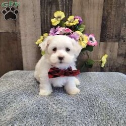 Prince/Maltese									Puppy/Male	/10 Weeks,Meet charming Prince he is so loveable and ready to meet his forever family! He has been socialized and is very good with children. Has been vet checked, vaccinated,  dewormed, microchip and comes with a health guarantee. Call or message today to make forever yours! License #4185 
