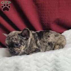 Lulu/French Bulldog Mix									Puppy/Female	/7 Weeks,Lulu is a very sweet and friendly puppy.  She is more laid back then her sister, but well socialized  with children. She is a mix of 1/4 pug and 3/4 French Bulldog,with wrinkles and  an estimated  adult weight of 25 #.To make her your very own puppy  to cuddle and love please contact  us for more info. (She can be delivered  via ground transport  to your doorstep  for an additional  fee)