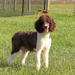 Bentley/Sheepadoodle									Puppy/Male	/6 Weeks,Hi, I’m Bentley! I’m an adorable Sheepadoodle puppy and basically a fluffy little bundle of joy. With my soft, wavy coat and bright, curious eyes, I love exploring, playing, and then curling up close for some cozy cuddle time. I’ve got a fun, gentle personality and a whole lot of love to give, and I can’t wait to make tons of happy memories with my forever family.