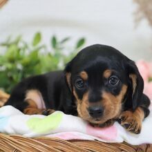 Adopt a dog:Nico/Dachshund/Female/March 29, 2026,Hi, I'm Nico! I'm a 5-week-old male Dachshund with a beautiful black & tan coat, born on March 29. I'll be ready to go home to my forever family after May 24, once I'm grown enough to leave my litter. I'm ACA registered. I'm looking forward to all our future cuddles and adventures.