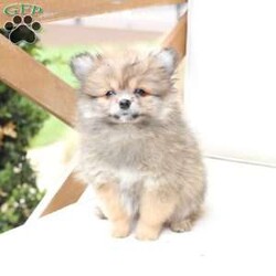 Poppy/Pomeranian									Puppy/Female	/February 19th, 2026,Poppy is 1 of 4 in her litter , she is second smallest swing just over a pound at six weeks . 
