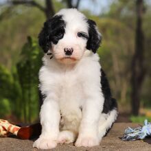 Bear/Sheepadoodle/Female/March 20, 2026