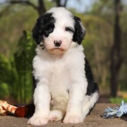 Adopt a dog:Bear/Sheepadoodle/Female/March 20, 2026,Hi, I'm Bear! I'm a 6-week-old male Sheepadoodle. My dad is an Old English Sheepdog and my mom is a Poodle. I have a beautiful black & white coat, and I was born on March 20. I'll be ready to go home to my forever family after May 15, once I'm grown enough to leave my litter. When I reach my adult size, I should weigh between 40–75 lbs. I'm excited to be your loyal companion and cuddle buddy.