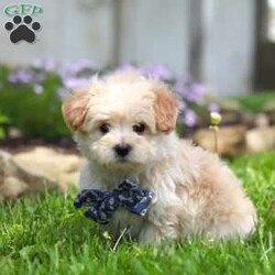 Finn/Maltipoo									Puppy/Male	/8 Weeks,Hi, I’m Finn! I’m an adorable Maltipoo puppy with a big personality packed into a small, lovable package. With my soft, fluffy coat, bright eyes, and playful spirit, I’m pretty hard to resist. I’m sweet and charming with a fun-loving, playful side—curious, spunky, and always ready for a new adventure.