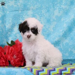 Chipmunk/Toy Poodle									Puppy/Male	/13 Weeks,These lovely chocolate poodle puppies are a precious find. Both mom and dad carry the non-fading genes, so they will keep their pretty color. The puppies are well socialized, bursting with love and joy for you! Their mom Angel, weighs in at 10 lbs. She is so sweet, and loving, and very calm for a poodle. Their dad, Fudge weighs in at 7 lbs. He is so adorable, always watchful, and ready and waiting for playtime. The puppies are up to date on their vaccinations and dewormings, and have been vet checked. Feel free to call with questions, or to set up a time to come visit them. Thanks,