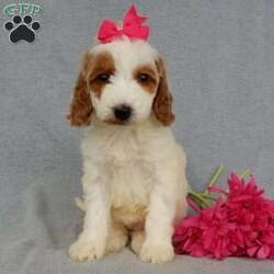 Princess-(Medium)/Goldendoodle									Puppy/Female	/7 Weeks,Prepare to fall in LOVE!!!! My name is Princess and I’m the sweetest F1b medium sized goldendoodle that you will ever find! One look into my warm, loving eyes and at my super soft fluffy coat and I’ll be sure to have captured your heart already! I’m very happy, playful and very kid friendly and I would love to fill your home with all my puppy love!! I have a very sweet personality, and I love giving kisses. I stand out above the rest with my sweet, loving personality and my beautiful red and white coat! I will come to you vet checked and up to date on all vaccinations and dewormings . I come with a 1-year guarantee with the option of extending it to a 3-year guarantee and shipping is available! My mother is Sophie, our 45# F1 miniGoldendoodle weighing 45# and my father is Benji, our sweet, kid friendly 30# Poodle! Both of my parents are on our premises and are genetic tested!! I will grow to approx. 35-40# and I will be hypoallergenic and non shedding!!!… Why wait when you know I’m the one for you? Call or text Martha to make me the newest addition to your family and get ready to spend a lifetime of tail wagging fun with me! (7% sales tax on in home pickups)