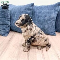 Stormy/Mini Goldendoodle									Puppy/Male	/9 Weeks,Meet Stormy! This sweet and adorable Mini Goldendoodle is looking for a forever family!