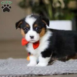 Mason/Pembroke Welsh Corgi									Puppy/Male	/8 Weeks,Hi, I’m Mason! I’m an adorable AKC Pembroke Welsh Corgi puppy with a big, happy personality packed into my short little legs. I love to play, explore, and trot around like I own the place—especially when my ears perk up and my tail wiggles with excitement. With my soft coat and bright, expressive eyes, it’s easy for me to steal hearts everywhere I go. Whether I’m chasing toys, making new friends, or curling up for cuddles, I’m always ready to bring joy, laughter, and lots of love to my forever family.