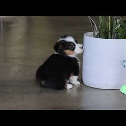 Mason/Pembroke Welsh Corgi									Puppy/Male	/8 Weeks,Hi, I’m Mason! I’m an adorable AKC Pembroke Welsh Corgi puppy with a big, happy personality packed into my short little legs. I love to play, explore, and trot around like I own the place—especially when my ears perk up and my tail wiggles with excitement. With my soft coat and bright, expressive eyes, it’s easy for me to steal hearts everywhere I go. Whether I’m chasing toys, making new friends, or curling up for cuddles, I’m always ready to bring joy, laughter, and lots of love to my forever family.