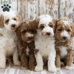 Hackman/Mini Labradoodle									Puppy/Male	/10 Weeks,This is Hackman. This handsome little guy will bring you happiness each day! Family raised, up to date on shots and dewormer, and comes with a 1 year genetic health guarantee. He’s socialized with our children, who help care for the puppies!! He comes with a small bag of food, blanket, toy and a collar. Give us a call today! We’re open Monday-Saturday 8-8 and closed on Sundays. Sunday messages will be returned on Monday. Country Echo Pets,  Raymond Lapp Sunbury Pa 17801 Pa License #17927