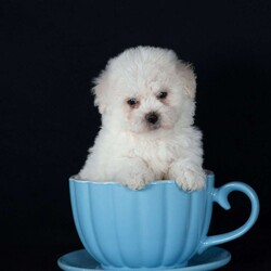 Titan (Mini)/Bichon Frise									Puppy/Male	/6 Weeks,Say hello to Titan, a remarkably tiny and incredibly sweet all-white male who proves that the biggest, most loving personalities often come in the smallest packages. For dog lovers who are specifically seeking out adorable 