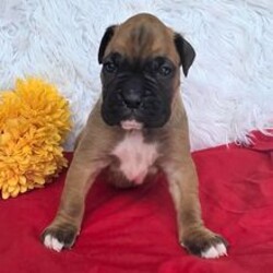 Adopt a dog:Ray/Boxer/Female/April 4, 2026,Hi, I'm Ray! I'm a 6-week-old male Boxer with a beautiful fawn coat, born on April 4. I'll be ready to go home to my forever family after May 31, once I'm grown enough to leave my litter. When I reach my adult size, I should weigh between 55–90 lbs. I'm AKC registered. My puppy love is ready to brighten your every day.
