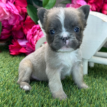 Adopt a dog:Bear/French Bulldog/Female/April 3, 2026,Hi, I'm Bear! I'm a 6-week-old male French Bulldog with a beautiful blue fawn coat, born on April 3. I'll be ready to go home to my forever family after June 5, once I'm grown enough to leave my litter. When I reach my adult size, I should weigh between 25–30 lbs. I'm AKC registered. I can't wait to make every moment with you a special memory.
