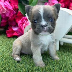 Adopt a dog:Bear/French Bulldog/Female/April 3, 2026,Hi, I'm Bear! I'm a 6-week-old male French Bulldog with a beautiful blue fawn coat, born on April 3. I'll be ready to go home to my forever family after June 5, once I'm grown enough to leave my litter. When I reach my adult size, I should weigh between 25–30 lbs. I'm AKC registered. I can't wait to make every moment with you a special memory.