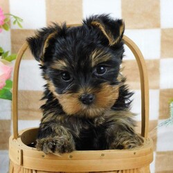 Samson/Yorkie									Puppy/Male	/7 Weeks,Meet your new BFF, Samson! This adorable Yorkie puppy is vet checked & up to date on shots & wormer. He is registered with the ACA, plus comes with a health guarantee provided by the breeder! Samson is well socialized & currently being family raised with children!