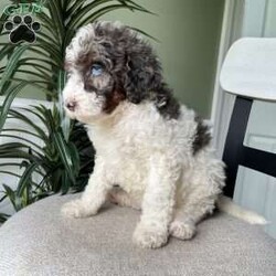 Max/Standard Poodle									Puppy/Male	/April 4th, 2026,Meet Max! A standard poodle pup who will mature to approximately 50-65lbs! He will have the true curly poodle coat! 