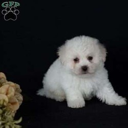 Titan (Mini)/Bichon Frise									Puppy/Male	/6 Weeks,Say hello to Titan, a remarkably tiny and incredibly sweet all-white male who proves that the biggest, most loving personalities often come in the smallest packages. For dog lovers who are specifically seeking out adorable 