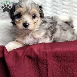 Rufus/Maltipoo									Puppy/Male	/8 Weeks,Rufus is a very sweet and well socialized puppy. He loves to play with children. His mom is a 6-lb Maltese and dad is an 8 lb poodle, He is an F1 maltipoo pup, and can be delivered to your doorstep for an additional charge. Please contact us to make sweet Rufus your very own puppy!