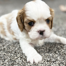 Jagger/Cavalier King Charles Spaniel/Female/March 30, 2026