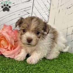 Gabby/Havanese									Puppy/Female	/10 Weeks,Hi, I’m Gabby I’m a beautiful caramel sable Havanese girl, born on 3/11/26, and I’ve got the sweetest little face with soft fluffy fur that makes everyone want to pick me up and cuddle me. I’m AKC registered and raised to be a loving companion. I’ve got a super sweet personality and love being around people. I enjoy exploring, playing, and then curling up right next to you for some quiet cuddle time. I’m the kind of puppy that will always want to be close to my family. I come up to date on all my shots and dewormings, I’m microchipped, and I’ll come with a health guarantee so you can feel confident bringing me home. I’m ready to find my forever home and be your little best friend Call or text to make me yours: 