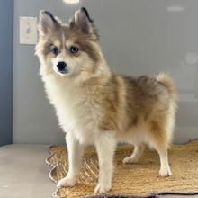 Adopt a dog:Holly/Pomsky/Female/October 25, 2025,Hi, I'm Holly! I'm a 29-week-old female Pomsky. My dad is a Pomsky and my mom is a Pomsky. I have a beautiful sable merle coat, and I was born on October 25. I am ready now to plan my trip to my forever family. Once I reach my adult size, I'm expected to weigh between 10–14 lbs. I love to play fetch; it's my favorite game. When I get tired, I will come and curl up next to you so we can go to sleep.