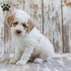 Hackman/Mini Labradoodle									Puppy/Male	/10 Weeks,This is Hackman. This handsome little guy will bring you happiness each day! Family raised, up to date on shots and dewormer, and comes with a 1 year genetic health guarantee. He’s socialized with our children, who help care for the puppies!! He comes with a small bag of food, blanket, toy and a collar. Give us a call today! We’re open Monday-Saturday 8-8 and closed on Sundays. Sunday messages will be returned on Monday. Country Echo Pets,  Raymond Lapp Sunbury Pa 17801 Pa License #17927