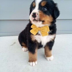 Banjo/Bernese Mountain Dog									Puppy/Male	/7 Weeks,Meet Banjo, a handsome AKC Bernese Mountain Dog! He is a super friendly and exquisite pup, it’s hard to not get attached to him. He has the ability to make anyone smile, just spend a little time with him and you’ll have a new best friend. He is a happy and healthy little guy!  