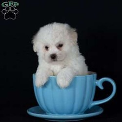 Titan (Mini)/Bichon Frise									Puppy/Male	/6 Weeks,Say hello to Titan, a remarkably tiny and incredibly sweet all-white male who proves that the biggest, most loving personalities often come in the smallest packages. For dog lovers who are specifically seeking out adorable 