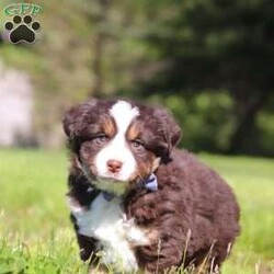 Tucker/Australian Shepherd									Puppy/Male	/7 Weeks,Meet Tucker, an adorable AKC Australian Shepherd puppy with a fun-loving personality and a heart full of affection! This handsome little boy is always ready for his next adventure, whether he’s playing with his favorite toys, exploring the outdoors, or curling up beside you for cuddle time after a busy day. With his soft fluffy coat, bright expressive eyes, and intelligent nature, Tucker is sure to steal the hearts of everyone he meets. Australian Shepherds are known for their loyalty, intelligence, and loving personalities, making Tucker an excellent companion for families, active individuals, or anyone searching for a faithful best friend.