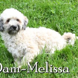 Ivy/Havapoo									Puppy/Female	/8 Weeks,“Love has four paws and a wagging tail – Find it in a Havapoo today!” I am a Havapoo puppy! My Mom is Melissa a Havanese and my Dad is Jimbo a 12lb AKC Mini Poodle. I was born on March 23rd and I will be ready for my forever home on May 18th! I have been family raised on a farm in the country around children. I have had my shots and de-wormers. I have been checked by a veterinarian. I am micro-chipped. For more information or to schedule a visit with me, please contact Henry Monday through Saturday. All Sunday calls will be returned on Monday.