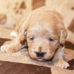 Adopt a dog:Laci/Goldendoodle/Female/May 4, 2026,Hi, I'm Laci! I'm a 5-week-old female Goldendoodle. My dad is a Poodle and my mom is a Goldendoodle. I have a beautiful apricot coat, and I was born on May 4. I'll be ready to go home to my forever family after July 6, once I'm grown enough to leave my litter. I'm ICA registered. I'm ready to be your best friend and cuddle buddy for life.