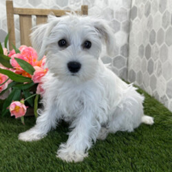 Adopt a dog:River/Miniature Schnauzer/Female/March 20, 2026,Hi, I'm River! I'm an 11-week-old female Miniature Schnauzer with a beautiful white coat, born on March 20. I am ready now to plan my trip to my forever family. Once I reach my adult size, I'm expected to weigh between 12–14 lbs. I'm AKC registered. I will bring unconditional love and joy to your life.