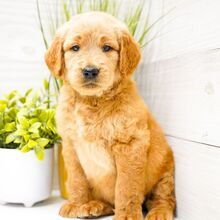 Hank/Goldendoodle/Female/April 21, 2026