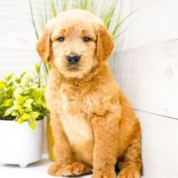 Adopt a dog:Hank/Goldendoodle/Female/April 21, 2026,Hi, I'm Hank! I'm a 7-week-old male Goldendoodle. My dad is a Poodle and my mom is a Golden Retriever. I have a beautiful red coat, and I was born on April 21. I'll be ready to go home to my forever family after June 16, once I'm grown enough to leave my litter. I'm UABR registered. It seems to me you lived your life like a candle in the wind, and I'll be the little light that never goes out.
