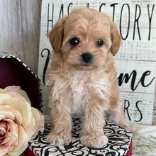 Daffidil/Maltipoo/Female/April 16, 2026