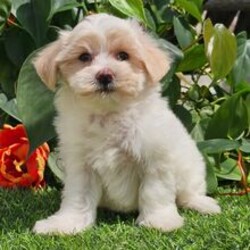 Adopt a dog:Blanca/Havapoo/Female/April 20, 2026,Hi, I'm Blanca! I'm a 7-week-old female Havapoo. My dad is a Havanese and my mom is a Havapoo. I have a beautiful cream & white coat, and I was born on April 20. I'll be ready to go home to my forever family after June 15, once I'm grown enough to leave my litter. When I reach my adult size, I should weigh between 9–14 lbs. I'll be your little shadow, following you wherever you go.