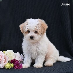Josie/Maltipoo									Puppy/Female	/8 Weeks,These adorable puppies are looking for loving forever homes where they will be cherished as part of the family. They are super friendly, well socialized, and have been raised with lots of love and attention, making them wonderful companions . They are used to being around children and enjoy playing and cuddling, giving them happy and affectionate personalities.