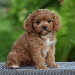 Tabitha/Cavapoo									Puppy/Female	/8 Weeks,To contact the breeder about this puppy, click on the “View Breeder Info” tab above.
