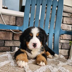 Oscar/Bernese Mountain Dog									Puppy/Male	/9 Weeks,Oscar is a handsome an outgoing Bernese mountain dog!he loves to run an play with our children an is well socialized.he is AKC registered,his parents are both genetically tested an clear!he is up to date on dewormer an vaccines,he is micro chipped an vet checked an comes with a one year genetic health guarantee!call today to make him yours!