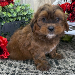 Adopt a dog:Gizmo/Shih Tzu/Female/March 26, 2026,Hi, I'm Gizmo! I'm a 12-week-old male Shih Tzu with a beautiful red coat, born on March 26. I am ready now to plan my trip to my forever family. Once I reach my adult size, I'm expected to weigh between 12–16 lbs. I'm AKC registered. I'm all set to fill your home with laughter and paw-some moments.