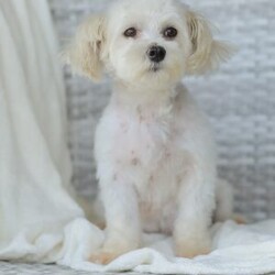 Arlo/Maltipoo									Puppy/Male	/7 Weeks,Our Maltipoo puppies will make the perfect addition to your family! They have calm and docile personalities and are absolutely adorable! Our children love to play with them and they get lots of cuddles and attention from them! 