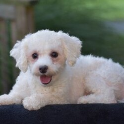 Lincoln/Bich-Poo									Puppy/Male	/9 Weeks,Pond View Puppies is excited to introduce Kenny and Twinkles’s new Bichpoo puppies!! They were born on May 2, 2026. We expect these puppies to weigh 9 to 13 pounds full grown. These pups will be a perfect fit for a family pet or for a 1-person companion! They love attention and cuddles. And they love playing with their toys and children. These Bich-poo are a good fit for anyone, including  families  with children. Our Bich-poo puppies have  been microchipped. They have had their first vaccinations and dewormers and have benn given health certificates by our  veterinarian. You will be given a 2-year genetic health guarantee, a small bag of NutriSource puppy food, and a blanket with the mother & littermate’s scent on it when you pick up your puppy. Pond View Puppies is eager to meet you! We will do our best to make this adoption process easy for you and your new furbaby :).  You may call or text Ruthie any time. Sunday calls & texts will be returned on Monday morning.