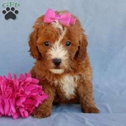 Jane/Mini Goldendoodle									Puppy/Female	/8 Weeks,Prepare to fall in love!! Look no further! My name is Jane and I’m the sweetest F1b mini goldendoodle! One look into my warm, loving eyes and at my super soft fluffy coat and I’ll be sure to have captured your heart already! I’m very happy, playful and very kid friendly and I would love to fill your home with all my puppy love!! I have a very sweet personality, and I love giving kisses. I stand out above the rest with my sweet, loving personality and my beautiful red coat with white markings! I will come to you vet checked and up to date on all vaccinations and dewormings . I come with a 1-year guarantee with the option of extending it to a 3-year guarantee and shipping is available! My mother is Jody, our sweet and loving 32# F1 mini Goldendoodle and my father is Atlas, a 16# AKC genetic clear red Poodle with a great personality! Both of my parents are very sweet and kid friendly which will make me the same!! I will grow to approx. 18-25# and I will be hypoallergenic and non shedding!!!… Why wait when you know I’m the one for you? Call or text Martha to make me the newest addition to your family and get ready to spend a lifetime of tail wagging fun with me! (7% sales tax on in home pickups) 